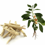 ashwagandha ashwagandha