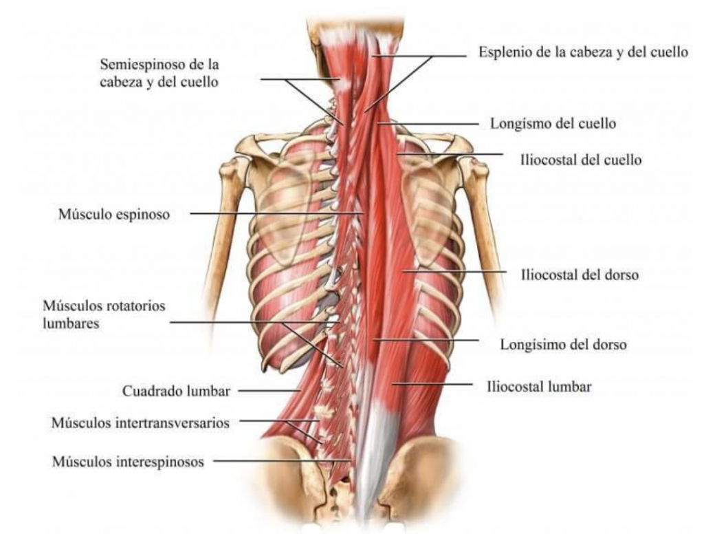 dinámica lumbar