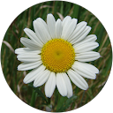 Marga